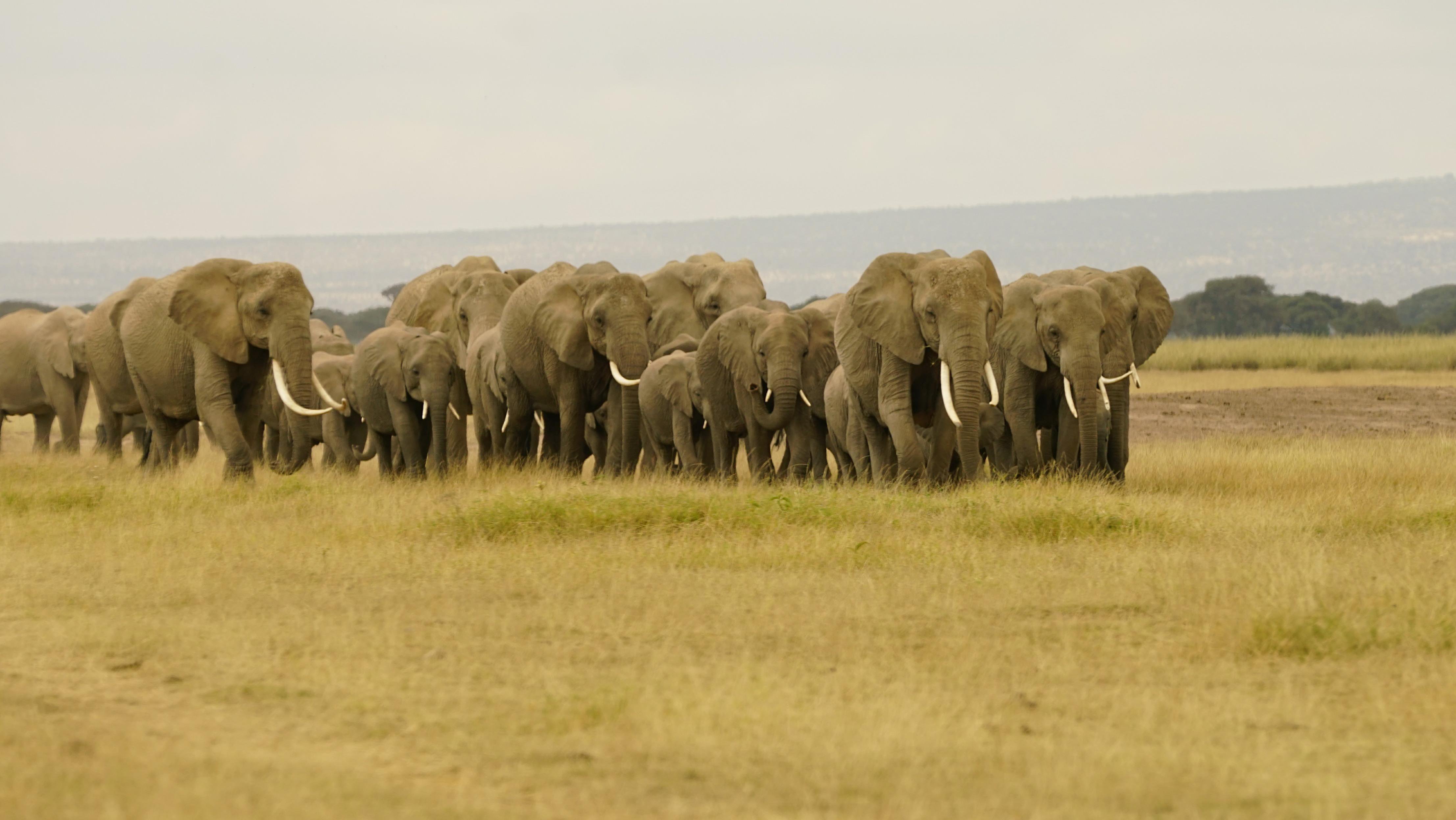 Walking With Elephants