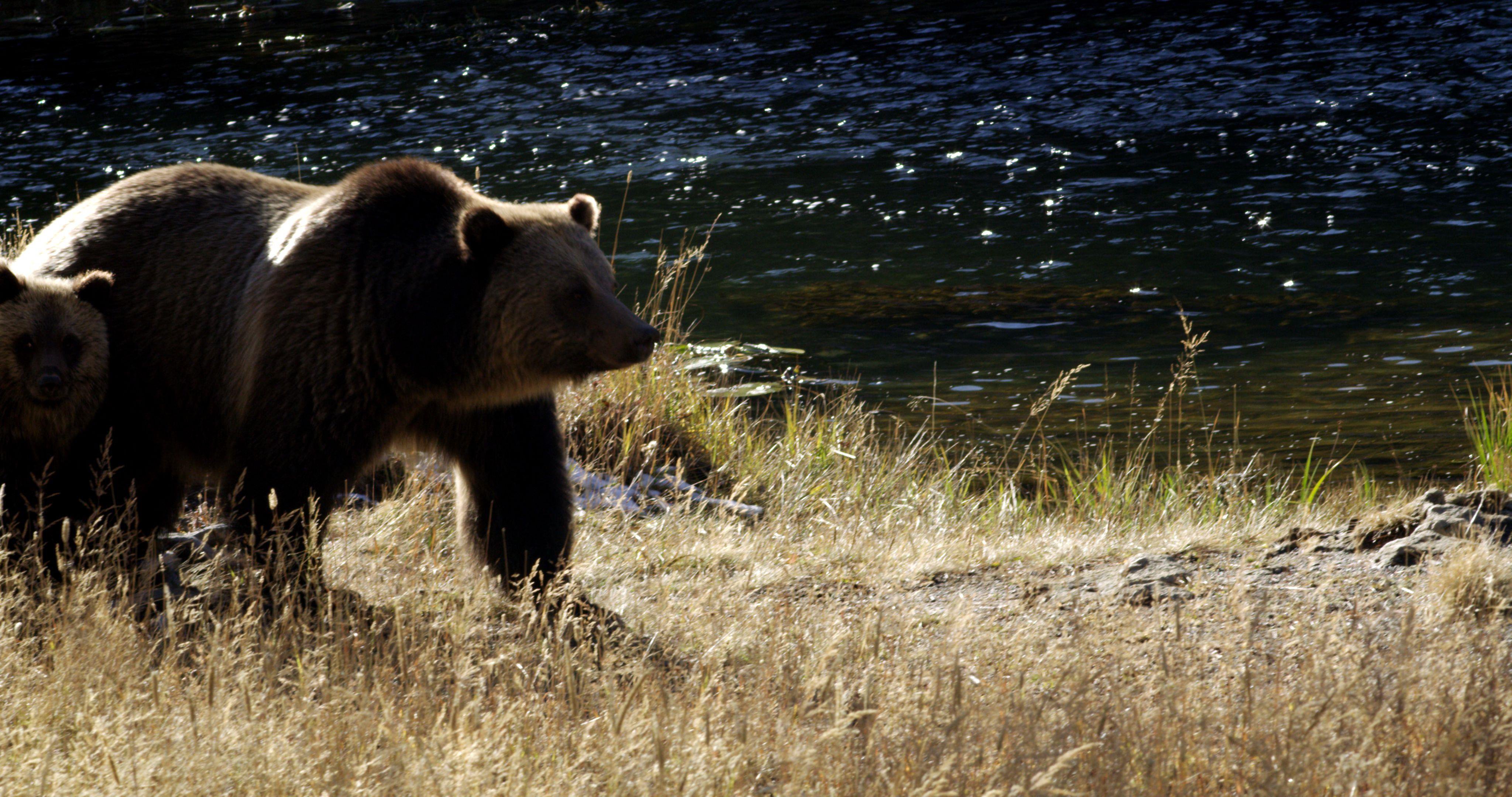 Animals_bear-and-cubs