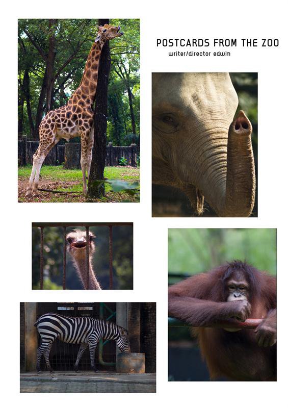 Postcards from the Zoo